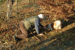 Cavage de truffe à Ste Foy de Longas (24), avec un chien
